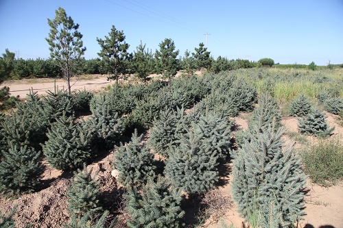 油松基地俯視圖 油松基地俯視圖
